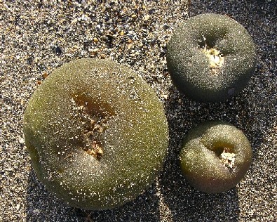 Codium bursa